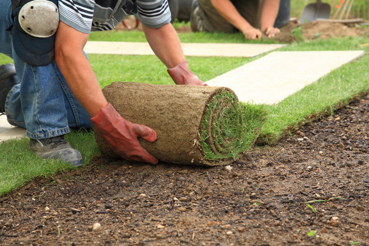 sod maintenance