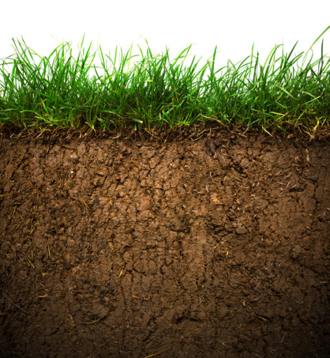 Grass and soil amendments
