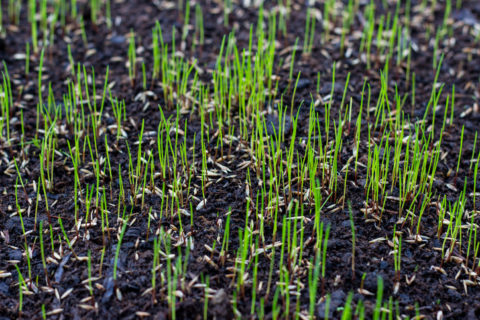 Growing Grass with Grass Seed