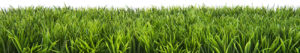 Green Lawn
